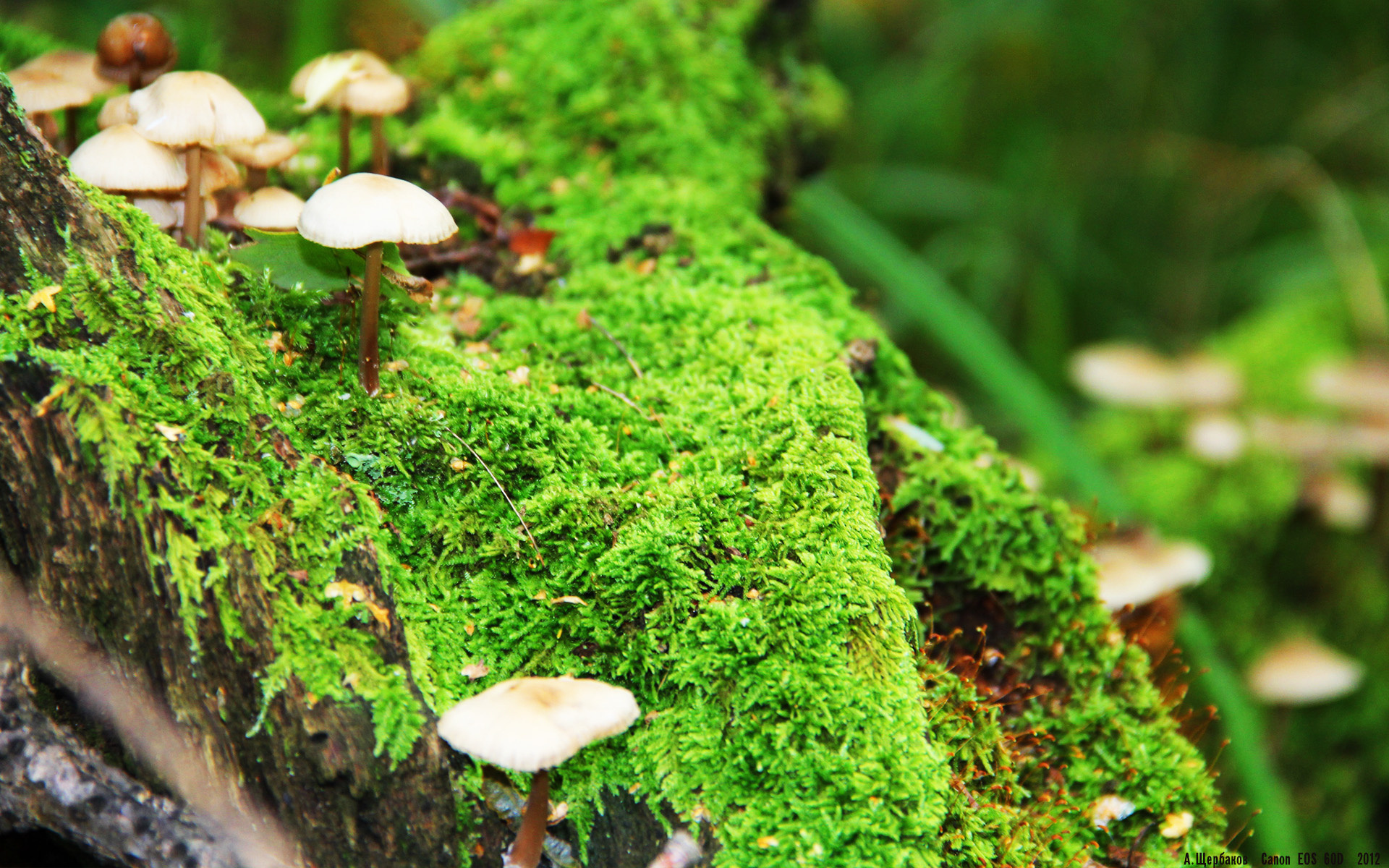 轰油门！乌拉圭强势拿下葡萄牙，若日尼奥在F1新赛季揭幕战接管比赛