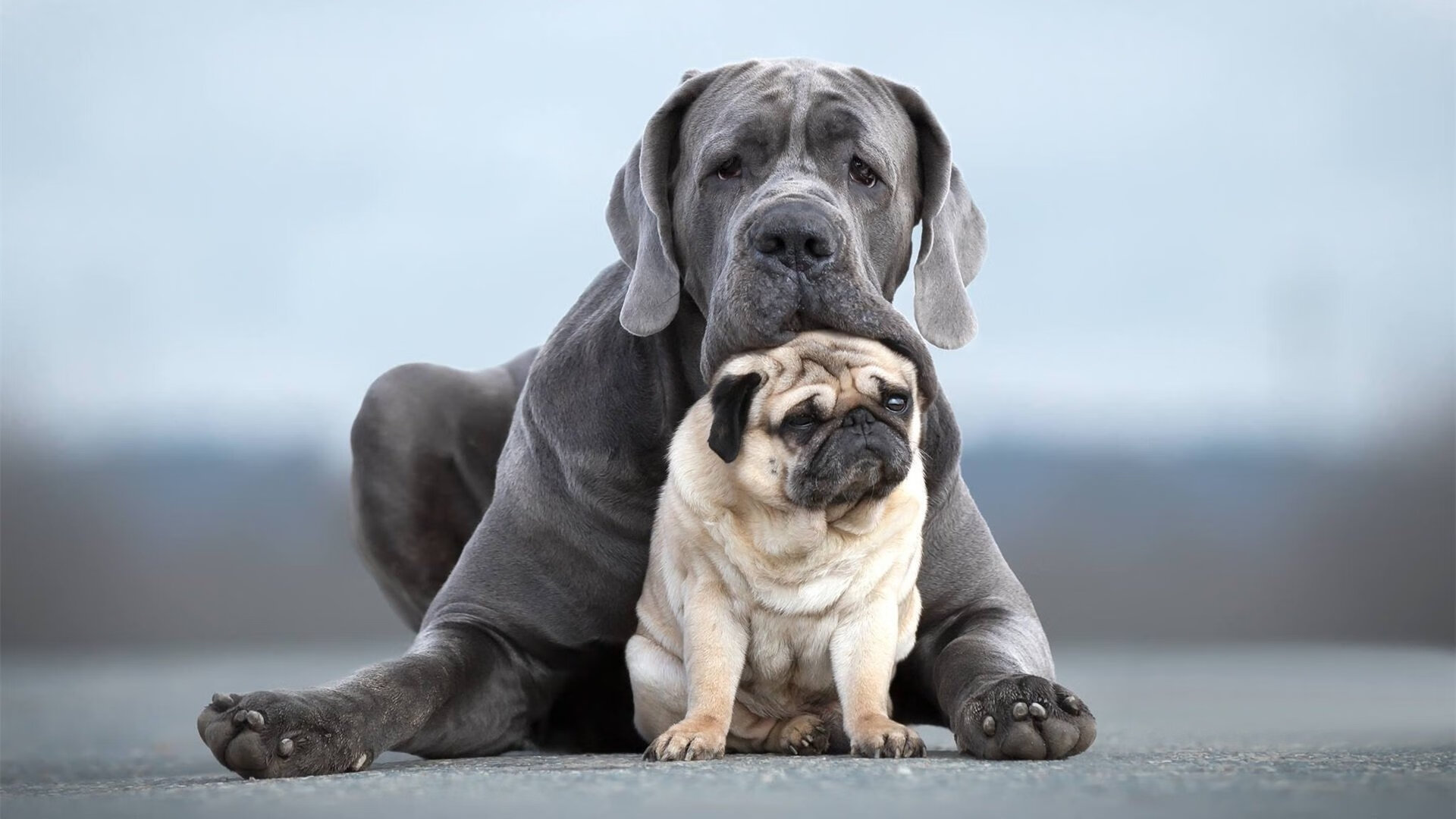 体育双雄日，乌克兰足球完胜切尔西，阿坎吉篮球西决生死战接管