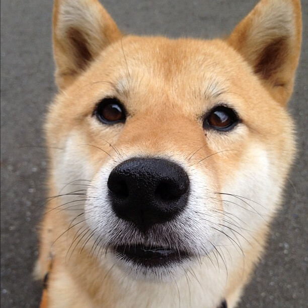 奥亚尔萨瓦尔爆发如火山，贝蒂斯铁蹄无情冲垮尼斯城