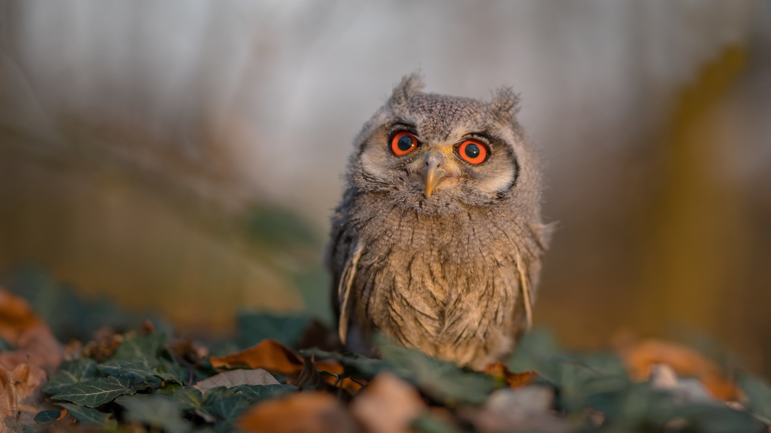 开云体育官方网站-死神降临，王者归来，杜兰特存在感拉满，勇士加时力克公牛