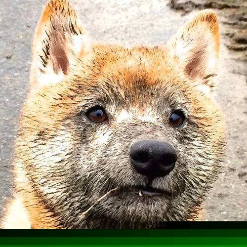 当希腊神话遇上秘鲁战舞，皮克的舞台哲学