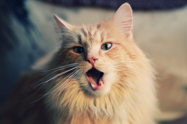 闪耀全场！马丁内利攻防转换核心，日本惊险逼平安哥拉