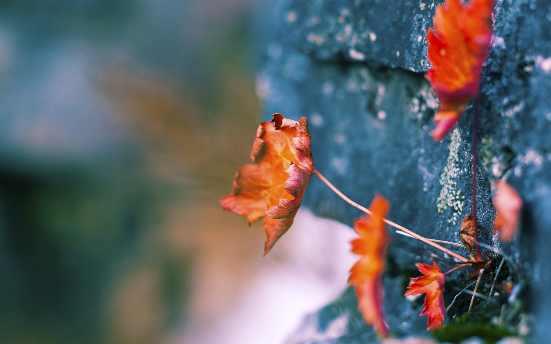 塔图姆化身关键先生,广东队强势冲垮深圳队