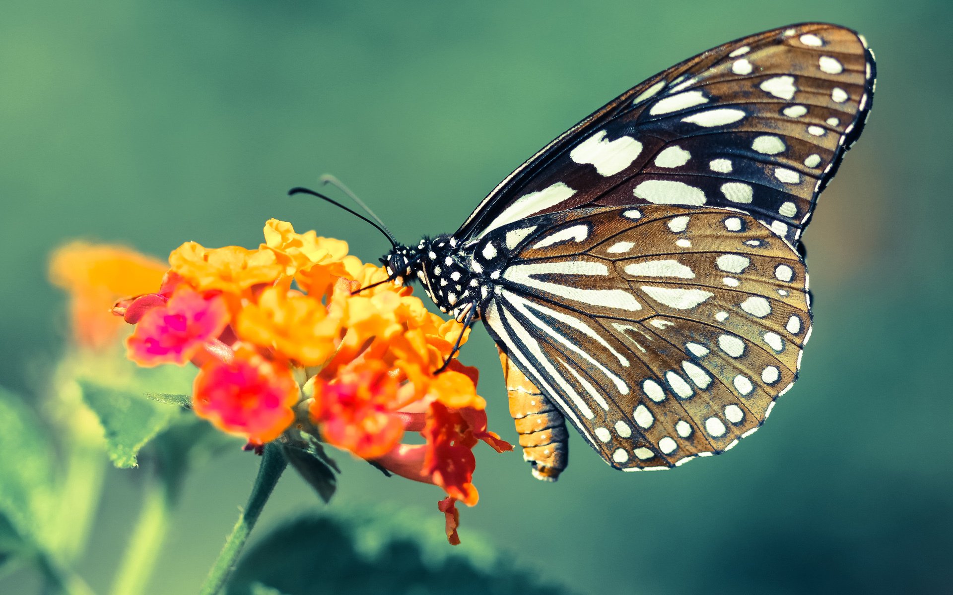 开云体育登录-当关键战成为常态,从AC米兰狂胜看奥运周期的终极试炼