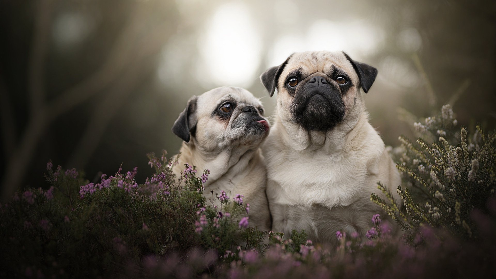 从几内亚到英超,拜仁的统治与萨拉赫的接管