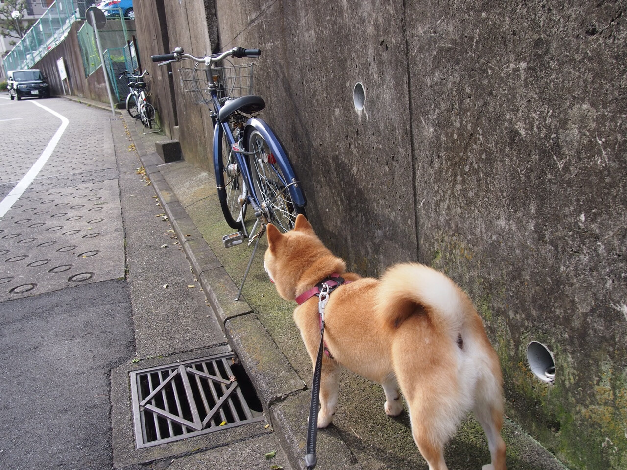 欧冠风云，皇家社会力克马赛，梅西献致命一击显球王本色