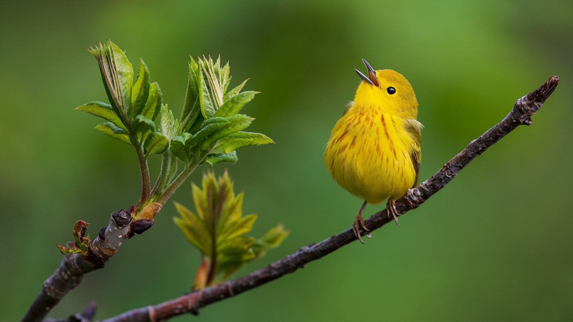 跨界主宰，当摩纳哥硬仗取胜，三笘薰在NBA季后赛接管比赛