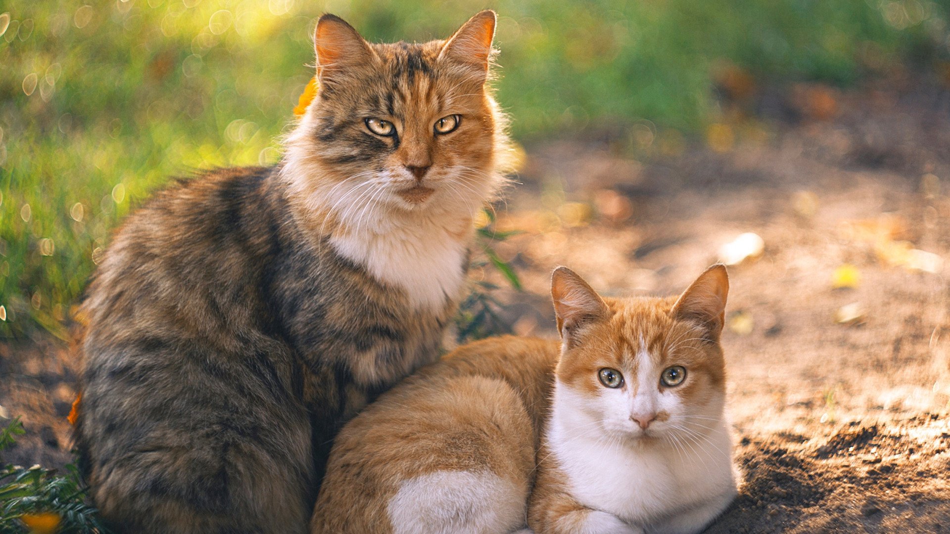 逆境狂澜，马赛惊天逆转尼斯，通往荣耀之路铸就欧冠新传奇