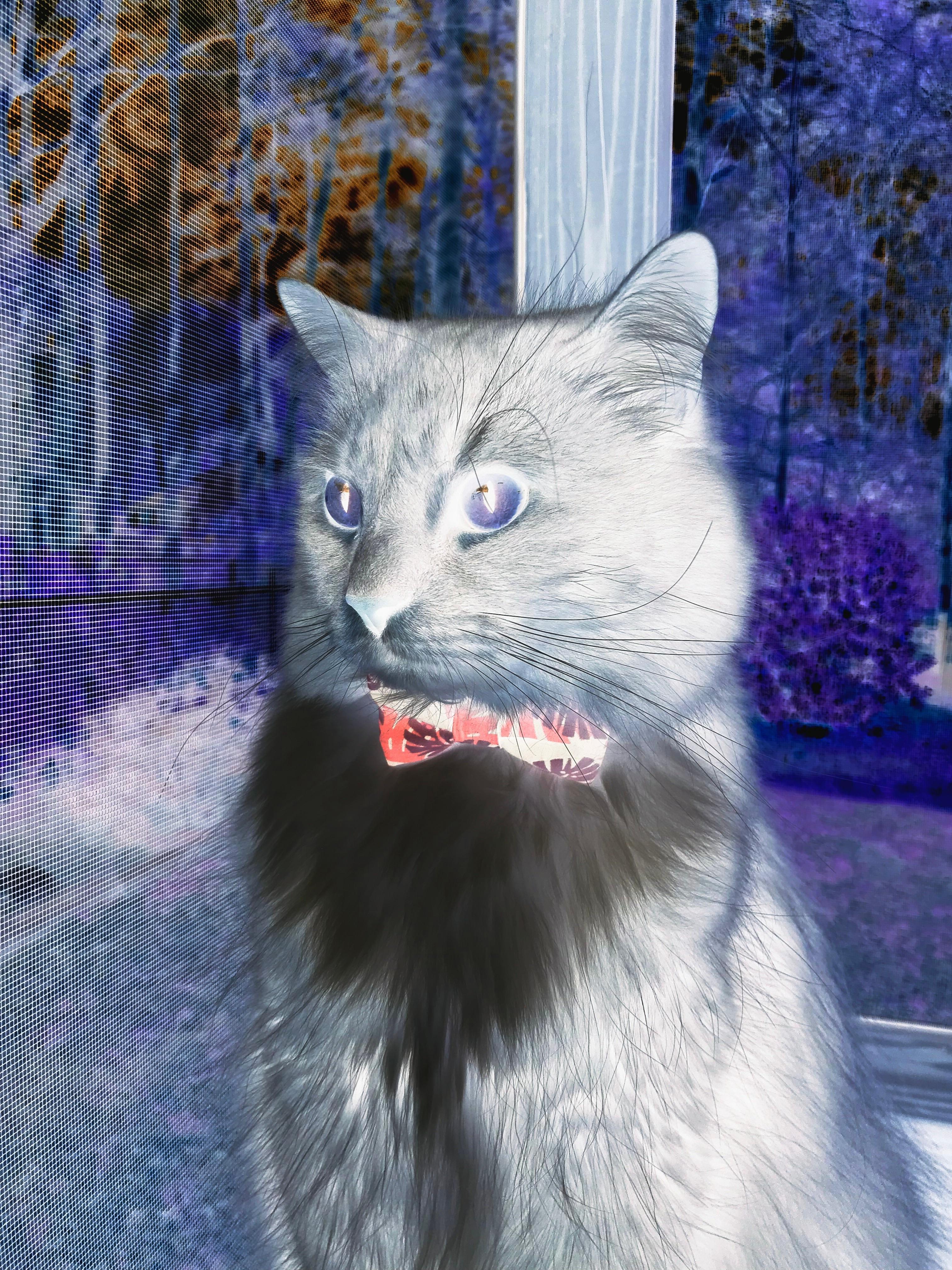 冰封北境，快船锁链绞杀猛龙，福克斯亮出冠军勋章