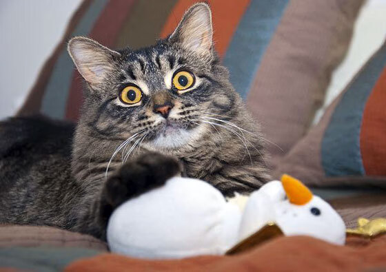 罗德里关键进球定乾坤，哥伦比亚3-0冲垮希腊晋级在望