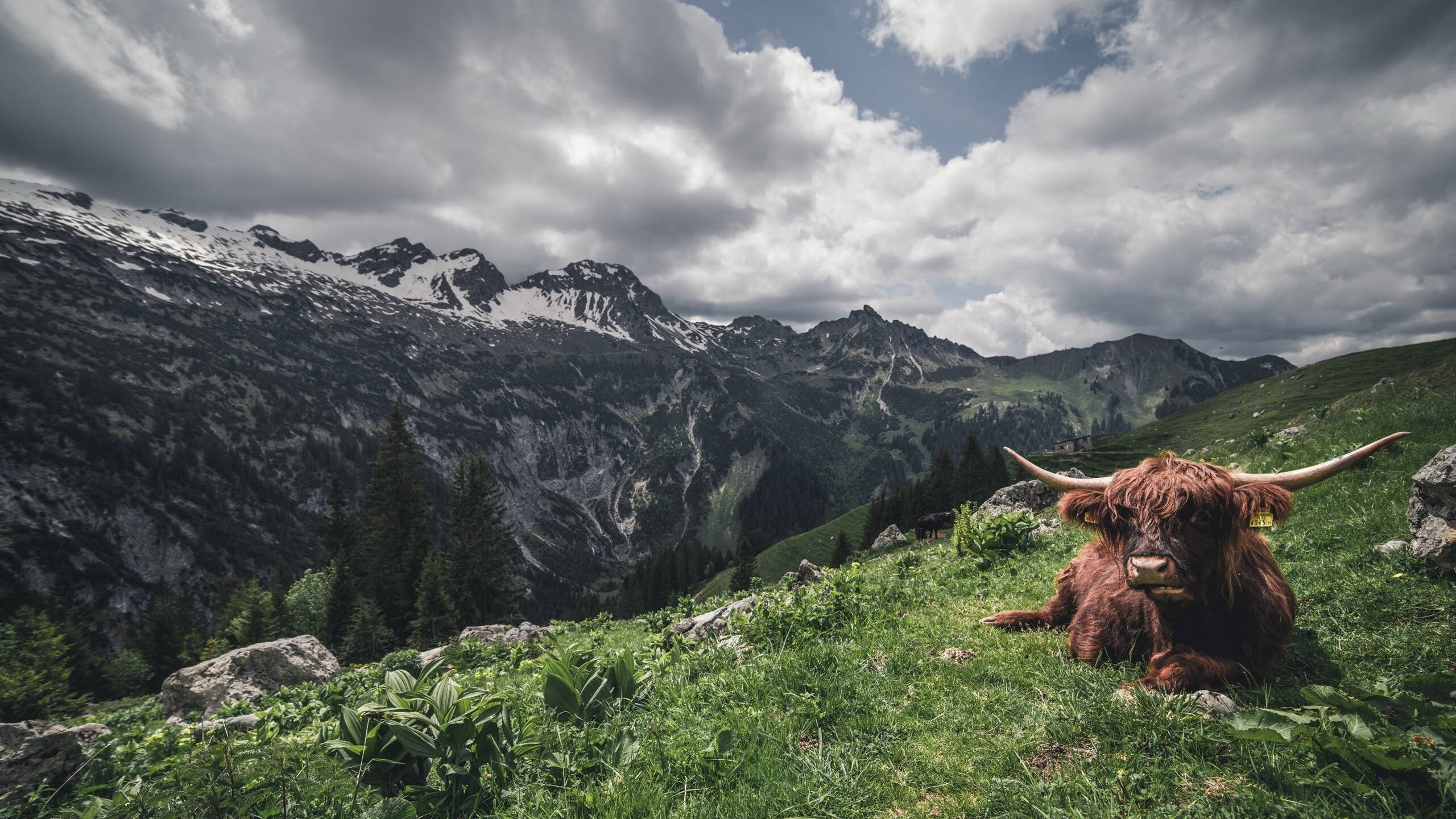 奥运指挥家凯塞多，在撕裂多特防线的夜晚，他改写了埃及足球的终章