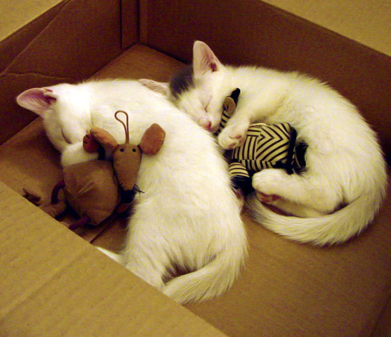 开云体育官方网站-绝境之光,埃及铁闸末节锁胜局,迪马利亚攻防一体加冕夜